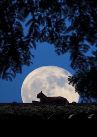 [����] ����A ����������Ace