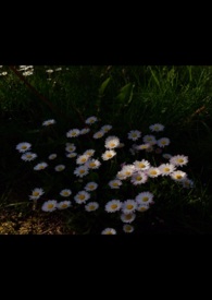 �ع�������ʢ�����