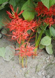 ����Сè���Ϊ������