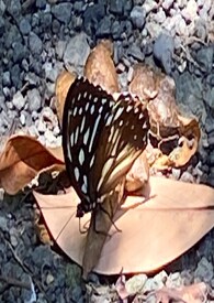 [ԭ��] �����������������ų�