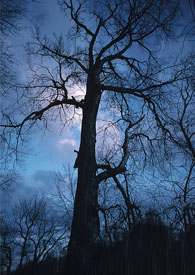 �ڻ�������Ԥı