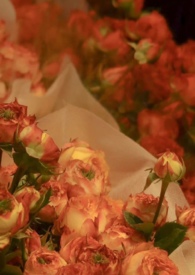 �ǻ��������Ů����