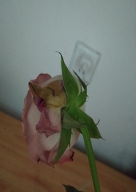 ë�����Ƕ����������