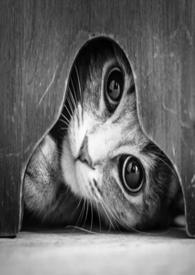 ��������о��ּ�