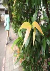 �����ư���ֱ�ӿ���/���������Ů��ͷ