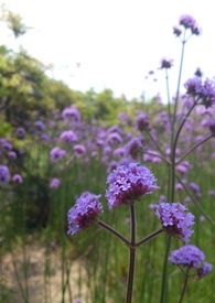 [����ͬ��] ��ƽ����·