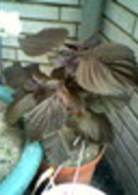 �����������ͷ�����