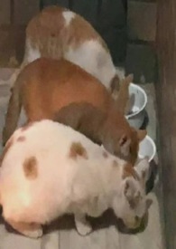 èè�������ֲ�